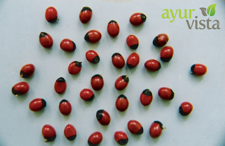 Abrus precatorius red copy.jpg